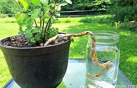Ways to water your plants while you are away on vacation!