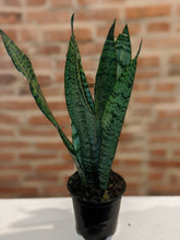 Load image into Gallery viewer, Snake "Wintergreen" Plant