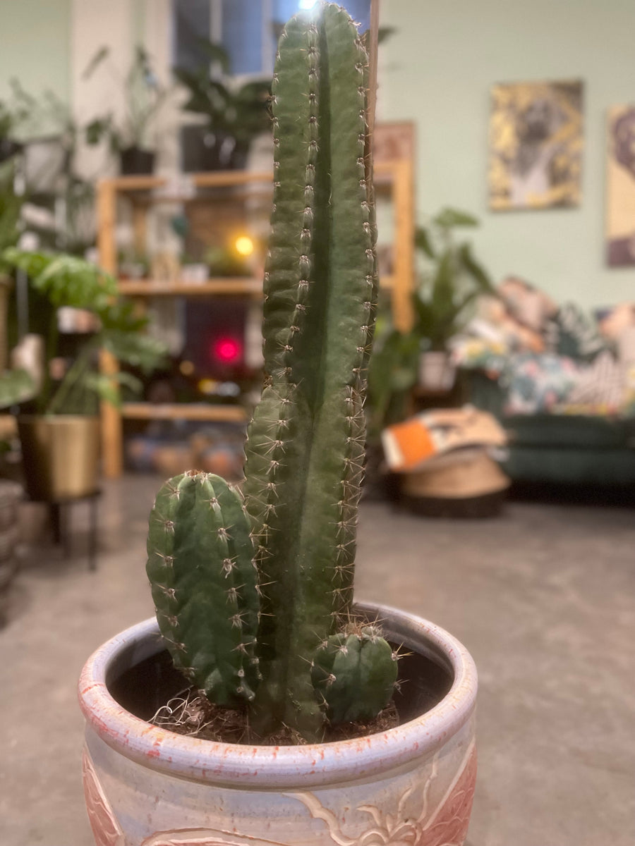 Cactus Rental – Crazy Plant Bae
