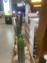 Load image into Gallery viewer, Cactus Rental
