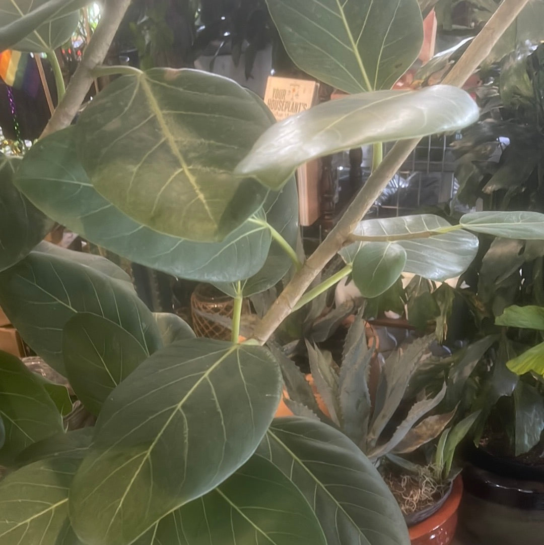buy ficus audrey Ficus Audrey – Crazy Plant Bae