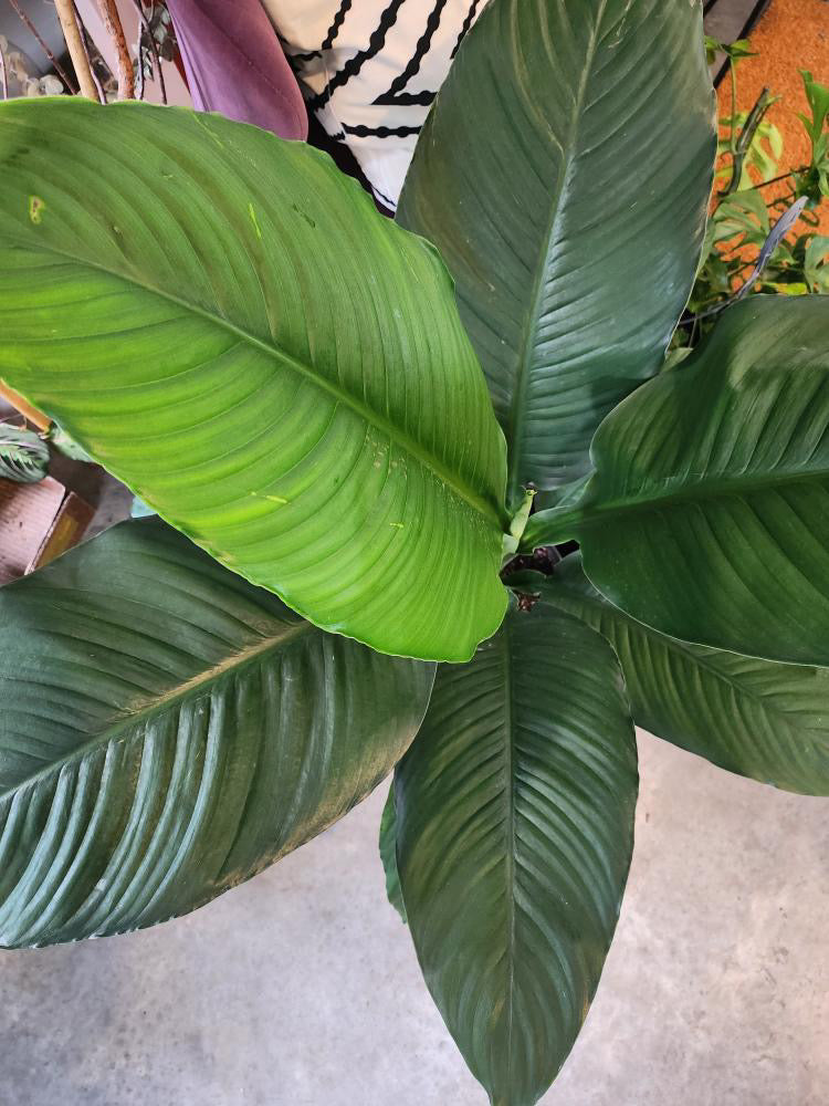 peace lily sebastiano Peace Lily – Crazy Plant Bae