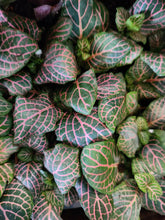 Load image into Gallery viewer, Fittonia