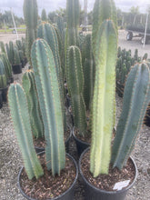 Load image into Gallery viewer, Cactus Rental