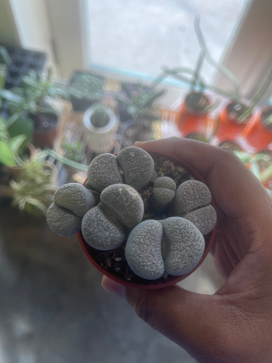 rock succulent lithops African Stone Lithops – Crazy Plant Bae