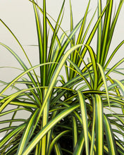 Load image into Gallery viewer, Dracena Marginata