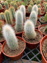 Load image into Gallery viewer, Assorted Succulents