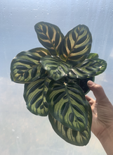 Load image into Gallery viewer, Calathea Makoyana Peacock Plant