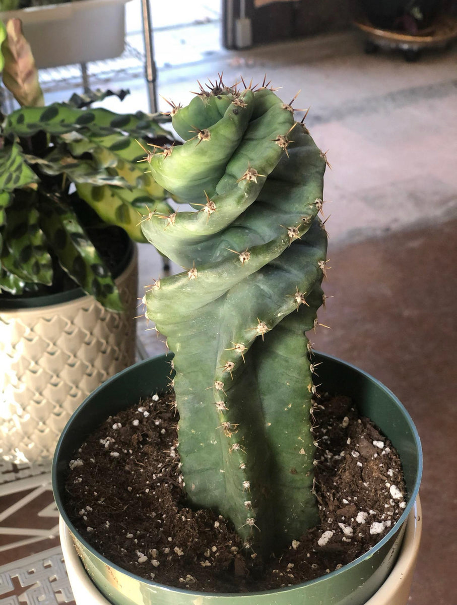 Cereus Forbesii