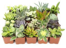 Load image into Gallery viewer, Assorted Succulents