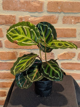 Load image into Gallery viewer, Calathea Roseopicta