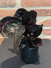 Load image into Gallery viewer, Calathea Roseopicta