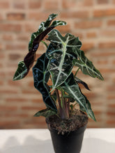 Load image into Gallery viewer, Alocasia African Mask