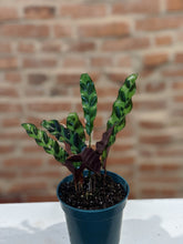 Load image into Gallery viewer, Calathea "Rattlesnake Plant" Lancifolia
