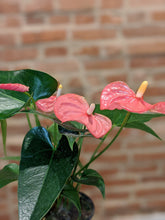 Load image into Gallery viewer, Anthurium - assorted colors