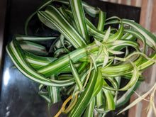 Load image into Gallery viewer, Spider Plant