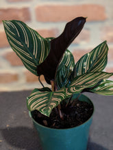 Load image into Gallery viewer, Calathea "Pinstripe Plant"