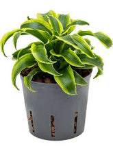 Load image into Gallery viewer, Dracaena Tornado