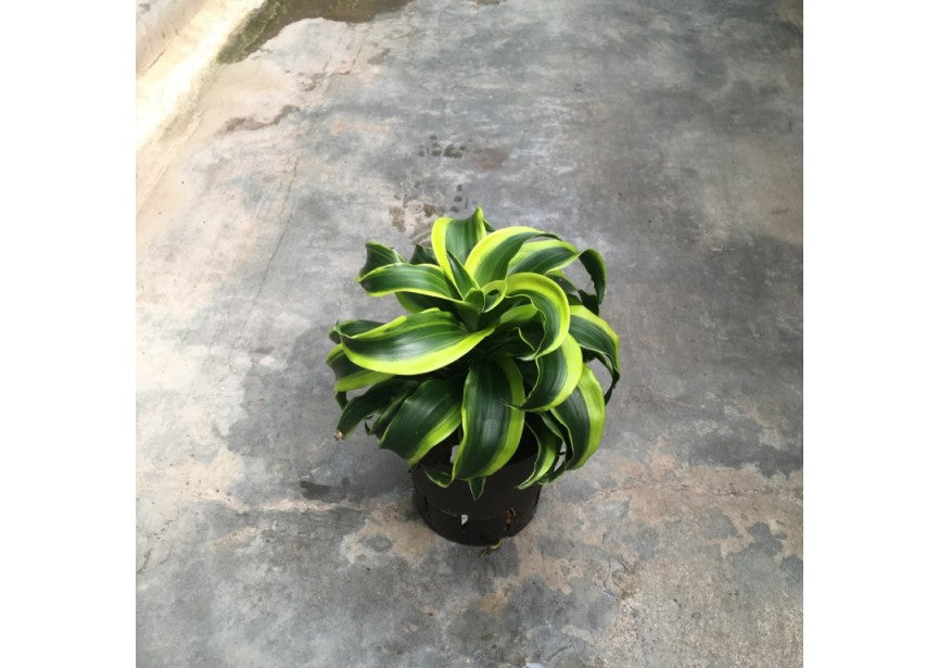 Dracaena Tornado – Crazy Plant Bae