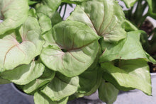 Load image into Gallery viewer, Syngonium (Arrowhead)