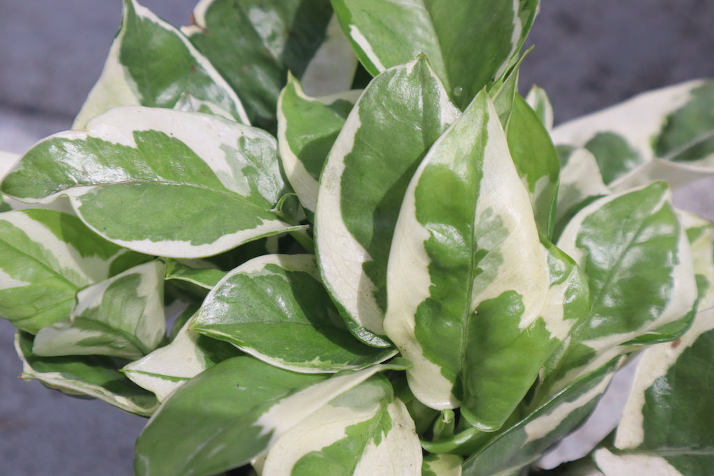 pothos pearl Pearls and Jade Pothos Nursery 4"