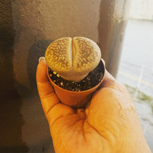 Load image into Gallery viewer, African Stone Lithops