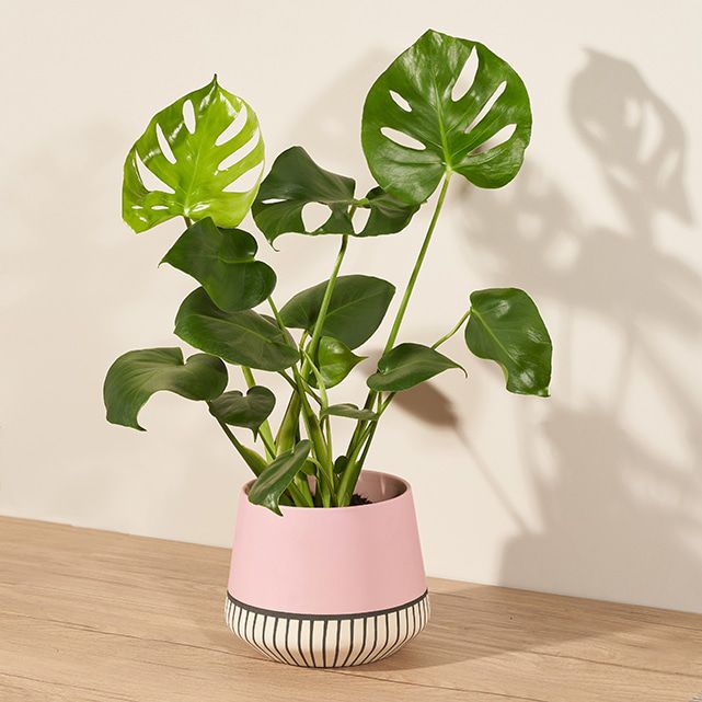 Monstera Deliciosa