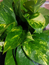 Load image into Gallery viewer, Golden Pothos