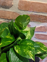 Load image into Gallery viewer, Golden Pothos