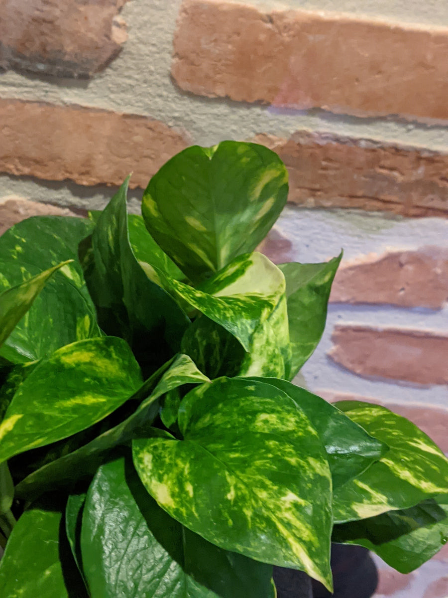 devil's ivy golden pothos Golden Devil's Ivy - Pothos - Epipremnum