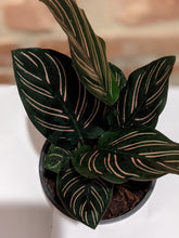 Load image into Gallery viewer, Calathea &quot;Pinstripe Plant&quot;
