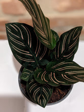 Load image into Gallery viewer, Calathea "Pinstripe Plant"