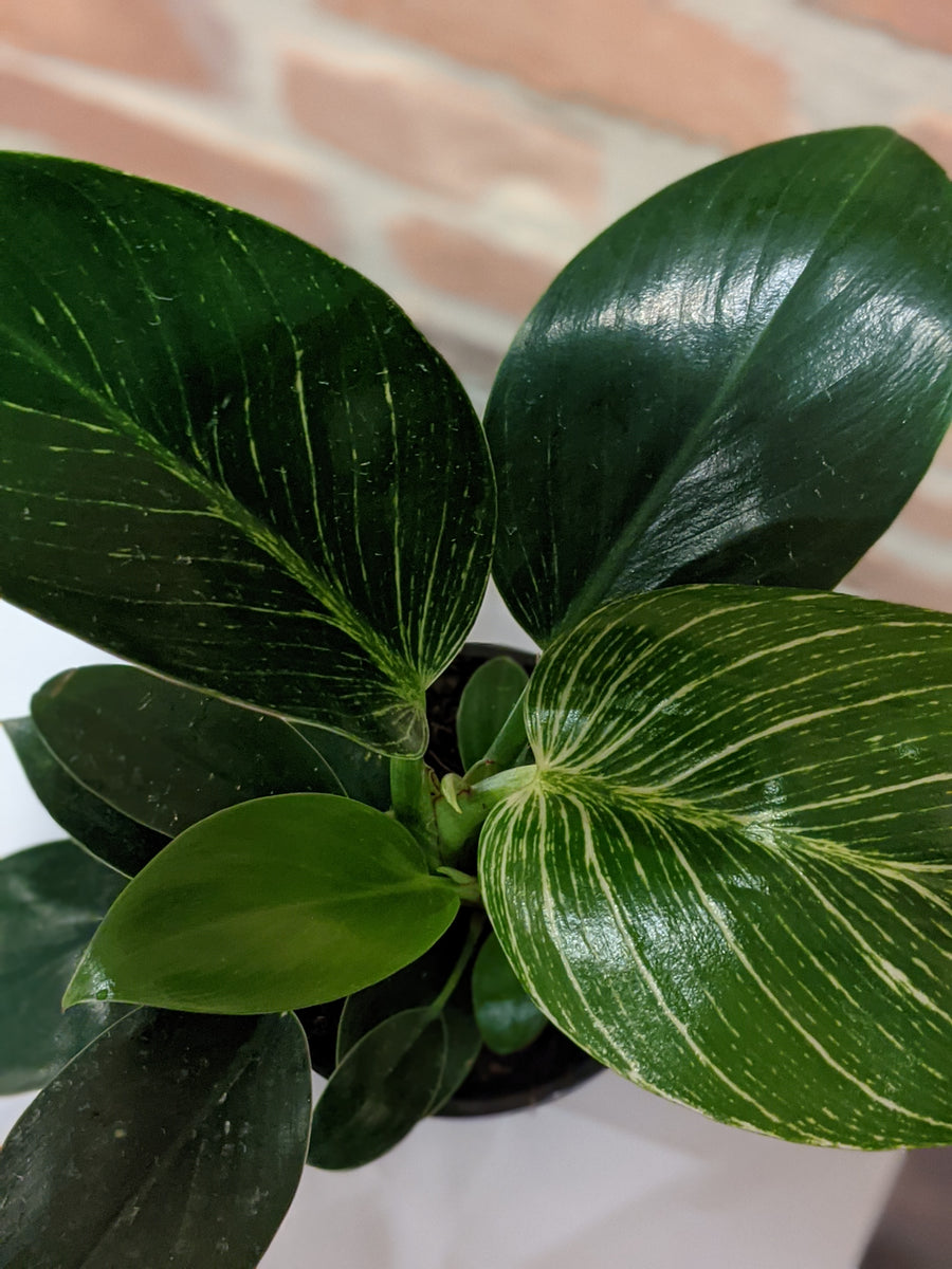 Philodendron Birkin
