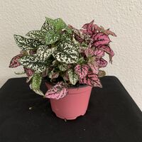 Load image into Gallery viewer, Polka Dot Plant