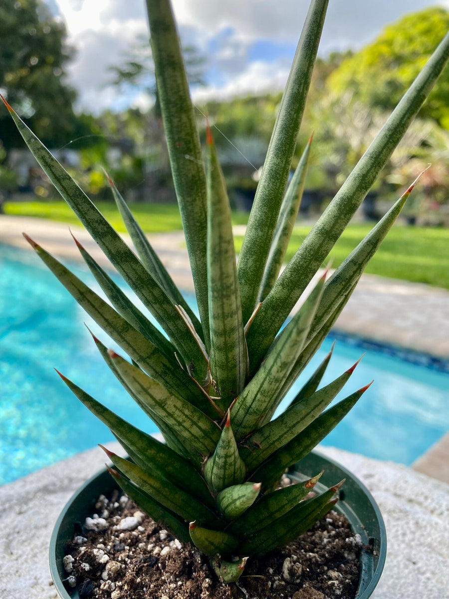 Snake Sanseveria Francissi – Crazy Plant Bae