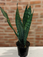 Load image into Gallery viewer, Besties