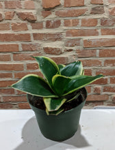 Load image into Gallery viewer, Besties