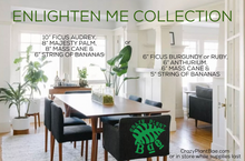 Load image into Gallery viewer, Enlighten Me Collection