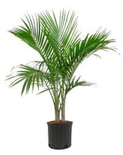 Load image into Gallery viewer, Enlighten Me Collection