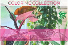 Load image into Gallery viewer, Color Me Collection