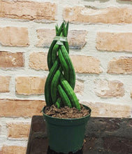 Load image into Gallery viewer, Besties