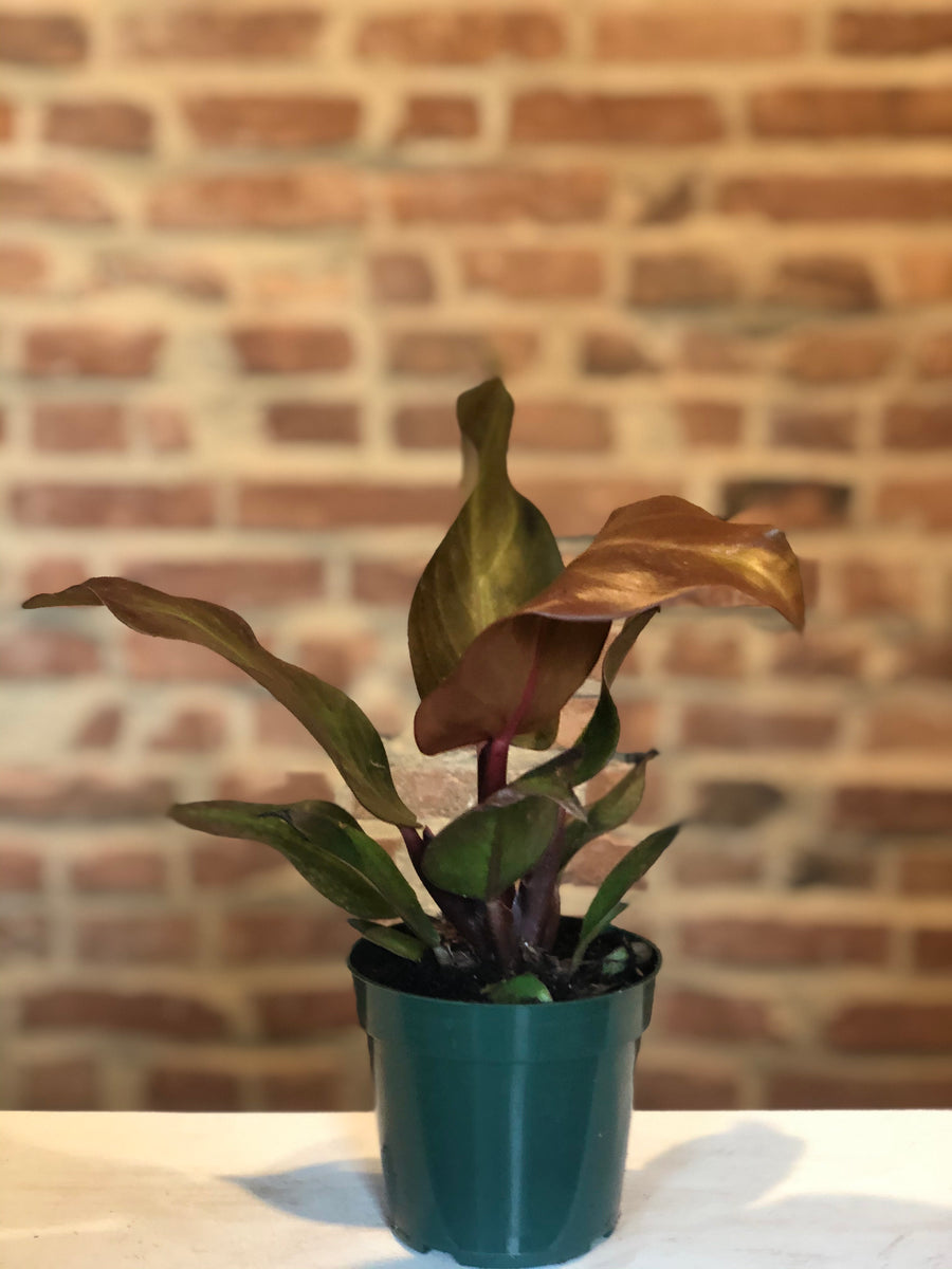 red sun philodendron price Philodendron Red Sun – Crazy Plant Bae