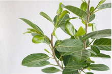 Load image into Gallery viewer, Enlighten Me Collection