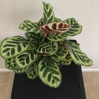 Load image into Gallery viewer, Calathea Makoyana Peacock Plant