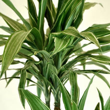 Load image into Gallery viewer, Dracena Warneckii White Stripe