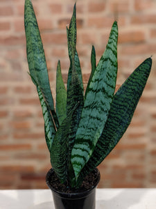 Snake "Wintergreen" Plant