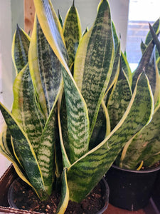 Superba Sanseveria Snake Plant