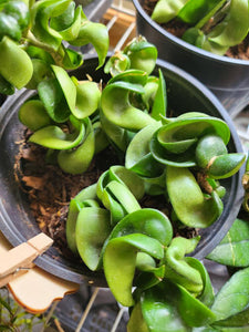 Hoya Hindu Rope