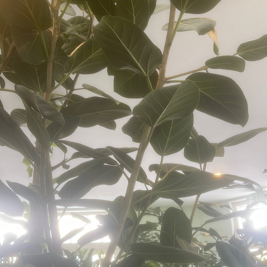 Ficus Audrey – Crazy Plant Bae