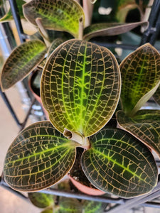Macodes sanderiana x limii (Gold Dust Jewel Orchid)